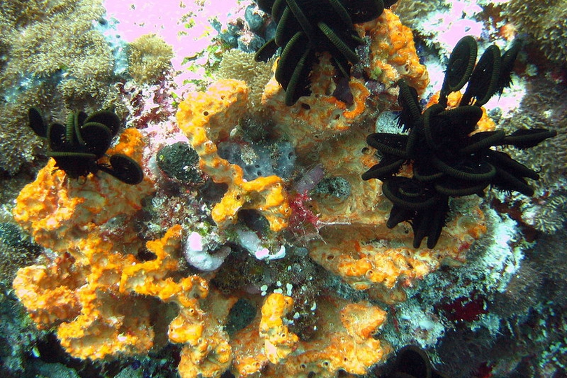 Flabelliform Sponge